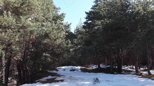 Caucasus, North Ossetia. Digoria Gorge. Pine trees in the mountain forest.