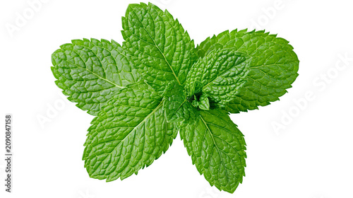Fresh green mint leaves with textured surface, isolated on transparent background
