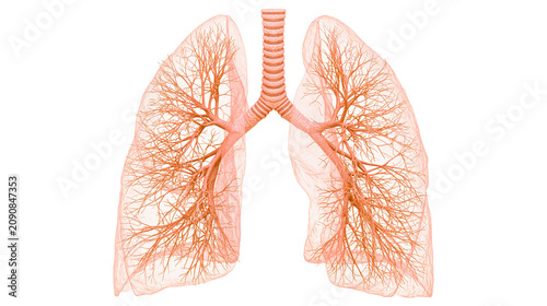 Fotografie Detailed human lungs with branching bronchioles, isolated on transparent backgro