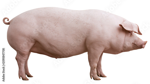 Bild auf Leinwand Large pink domestic pig standing, isolated on transparent background