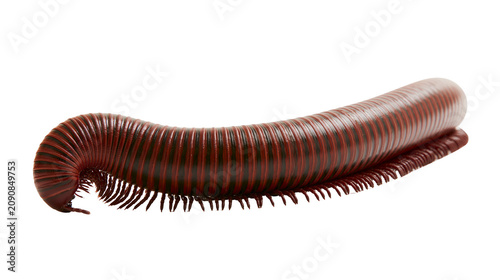 Foto Dark brown millipede with segmented body and many legs, isolated on transparent