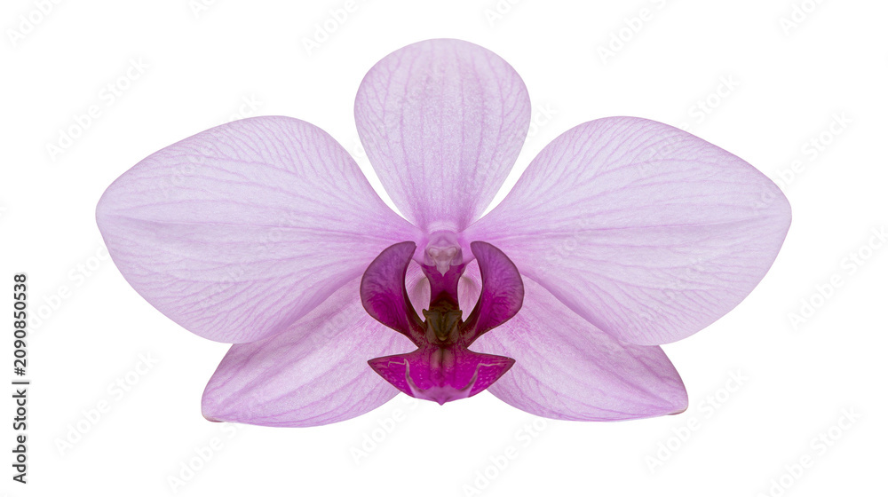 Obraz premium Delicate light purple orchid flower with dark magenta center, isolated on transparent background