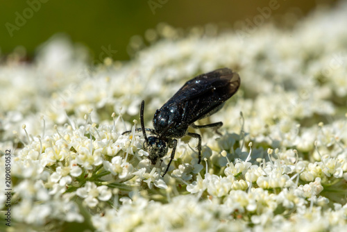 Photos a Berberis sawfly (Arge berberidis) adult, feeding on pollen