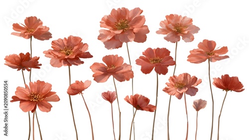Bright Coral Poppies Tall Stems Garden Scene