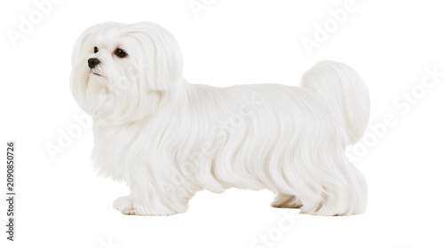 Photos Fluffy white Maltese dog with long silky hair, standing proudly isolated on tran
