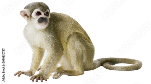 Photography Small squirrel monkey with grey and tan fur, isolated on transparent background