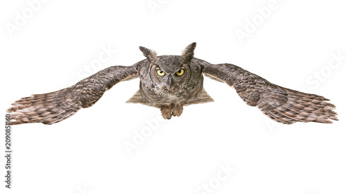 Obraz na płótnie Great Horned Owl with wide wingspan in flight, isolated on transparent backgroun
