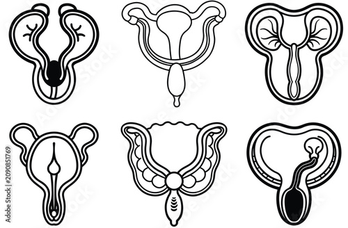 Human urinary system diagram with kidneys bladder and ureters
