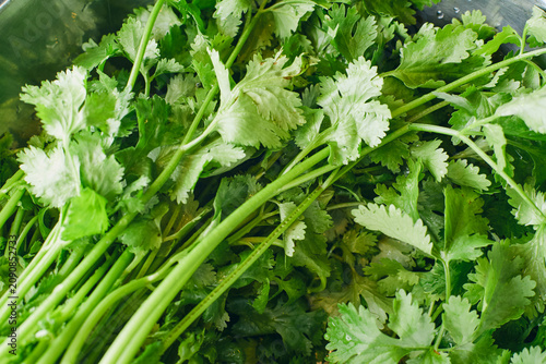 Quadro su tela Fresh cilantro coriander leaves in a metal bowl close up