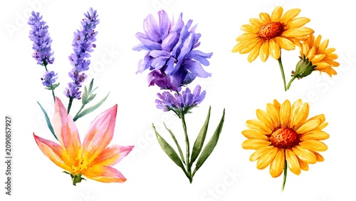 Colorful Watercolor Flowers Violet Purple Yellow Orange