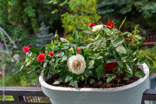 Miniature roses, Rosa, blooming in a white balcony planter with red buds, cream flowers and fresh green leaves in Krakow, Poland. Container gardening, terrace decor, home balcony plants and summer flo