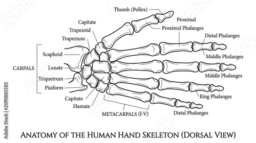Fotografija Human Hand Skeleton Anatomy - Dorsal View Diagram