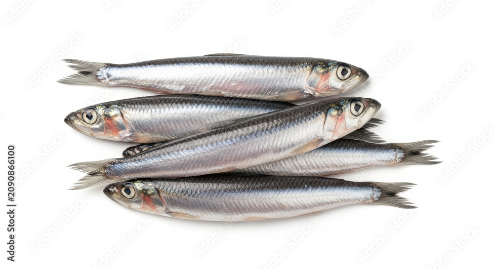 Fototapeta premium Fresh Anchovies isolated on white background, close-up studio shot