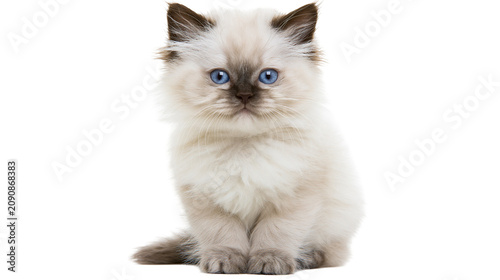 Foto Fluffy Ragdoll kitten with blue eyes sitting attentively, isolated on transparen