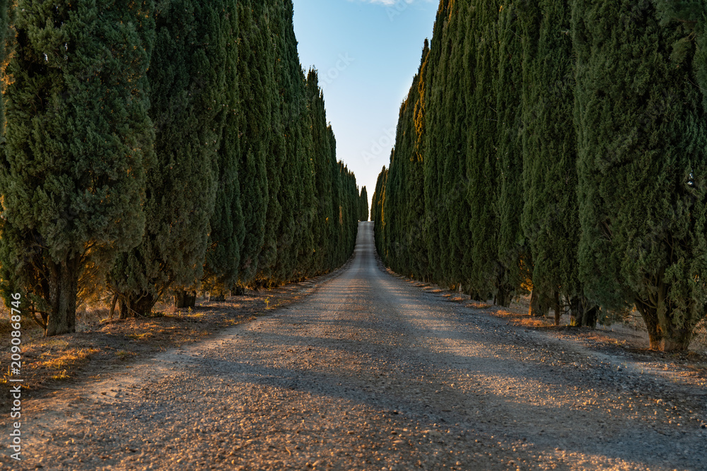 Obraz premium Straight gravel road between rows of tall cypress trees in the Tuscan countryside. A strong perspective composition with a classic Italian rural feel.