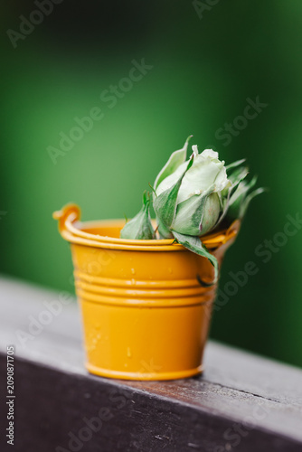 A small white rosebud in a small decorative bucket on the lawn