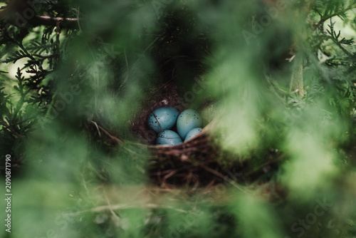 Foto Several neat, beautiful blue song thrush eggs in a nest in the dense branches of