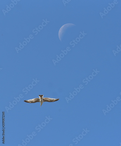 sea gulls soaring in the blue sky