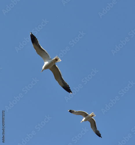 sea gulls soaring in the blue sky