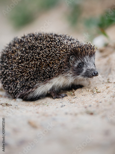 A hedgehog walks along a forest path. A natural photo of the hedgehogs cute face and eyes.