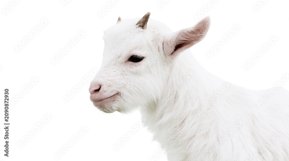 Fototapeta premium Fluffy white baby goat with small horns, isolated on transparent background
