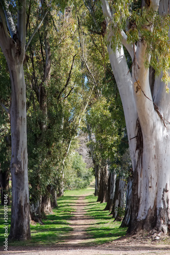 trees in the park