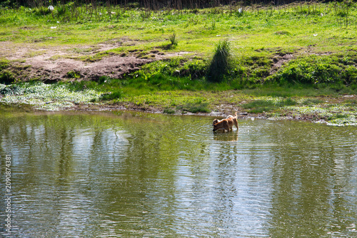 wild duck in the swamp