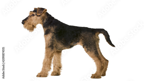 Foto Airedale Terrier dog standing profile, isolated on transparent background