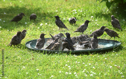 Stare baden zusammen