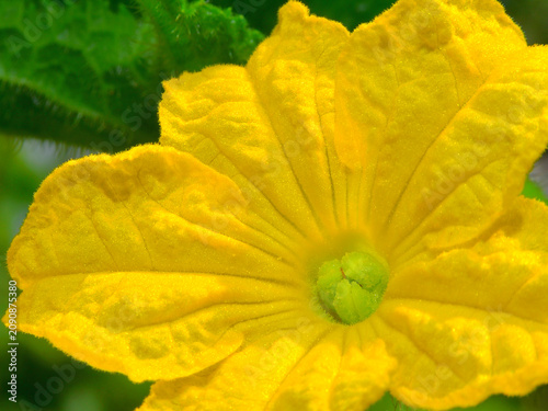 Fotografie The beautiful flower of Cucumis sativus, blooming on a sunny summer’s morning in the garden