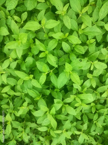 Quadro su tela green leaves background