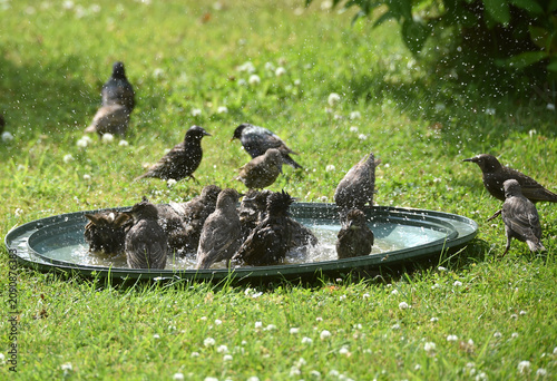 Stare baden zusammen