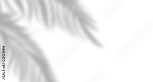 Foto Tropical palm leaf corner border with soft gray foliage shadows creating a stylish botanical frame