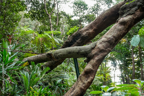 Subtropical Mountain Park with Lush Wild Vegetation under Clear Blue Sky