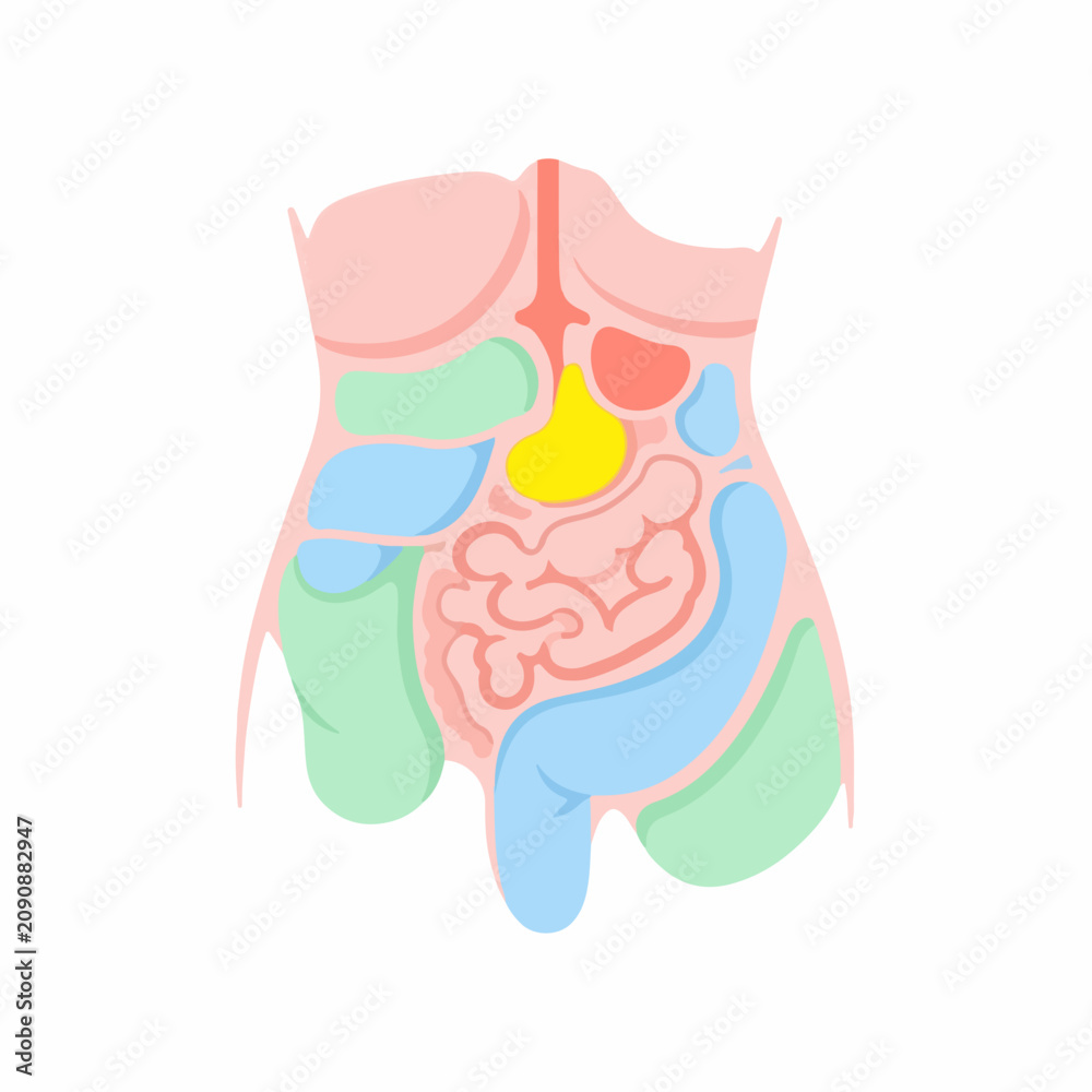 Naklejka premium Human internal organs and digestive system diagram. Anatomical torso medical illustration. Flat design vector graphic