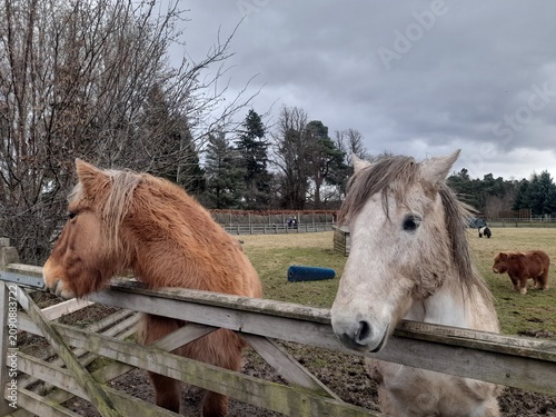 Foto A couple of Shetland ponies, standing behind a wooden fence.