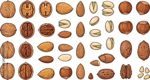 Hand Drawn Nut Collection Vector Set Featuring Walnut Almond Pistachio Hazelnut and Mixed Healthy Snack Ingredients Illustration