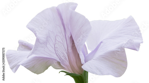Foto Delicate pale lilac sweet pea flower with visible veins, isolated on transparent