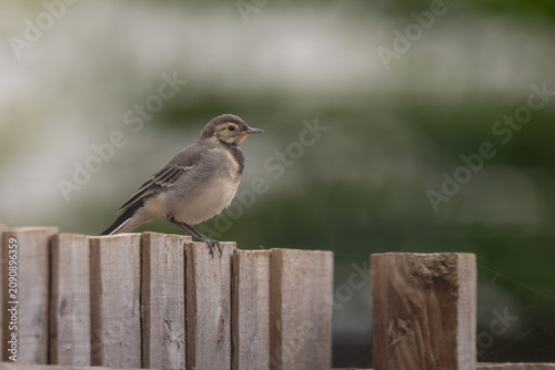pied wagtail on a fence