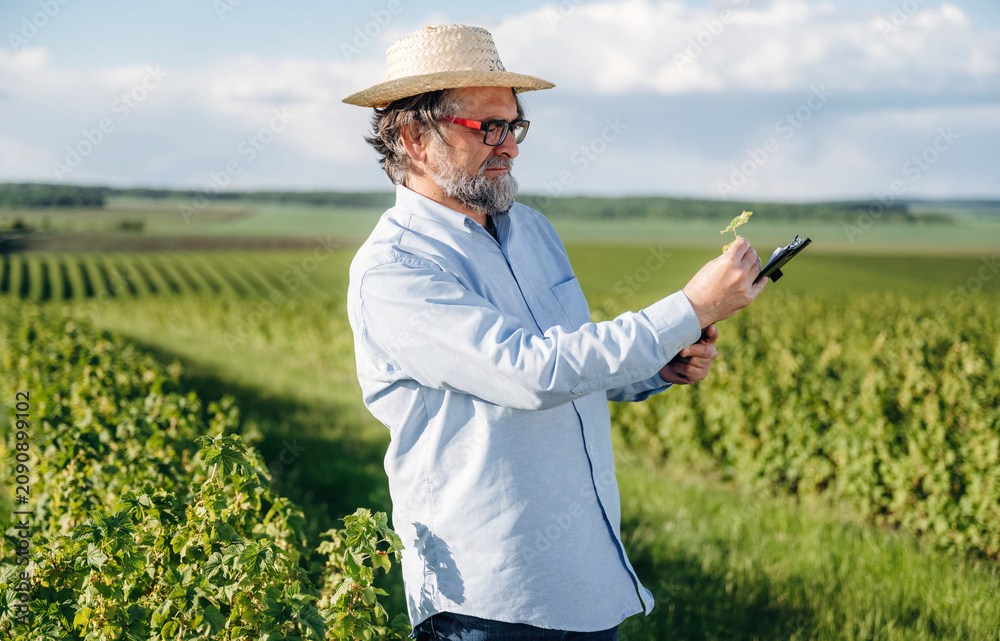 Fototapeta premium Male agricultural worker in straw hat examines grapevine leaves while holding a clipboard in a lush vineyard landscape under a clear blue sky