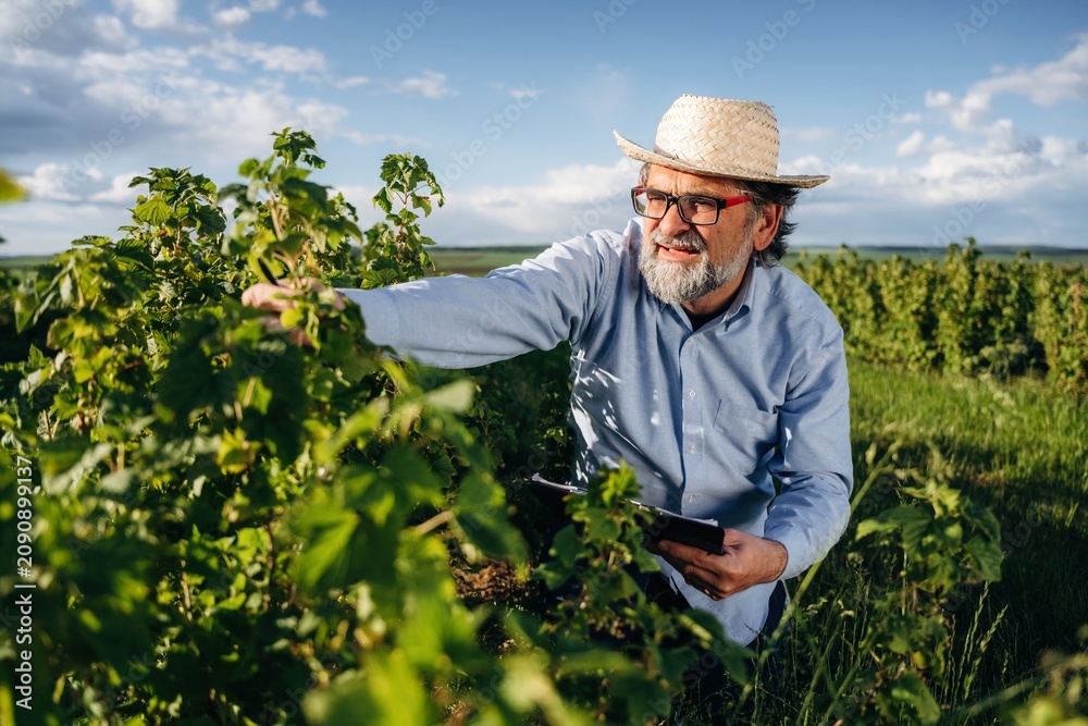Fototapeta premium Senior man with glasses wearing straw hat inspects grapevines in vineyard, holding tablet, with lush green landscape and blue sky in the background