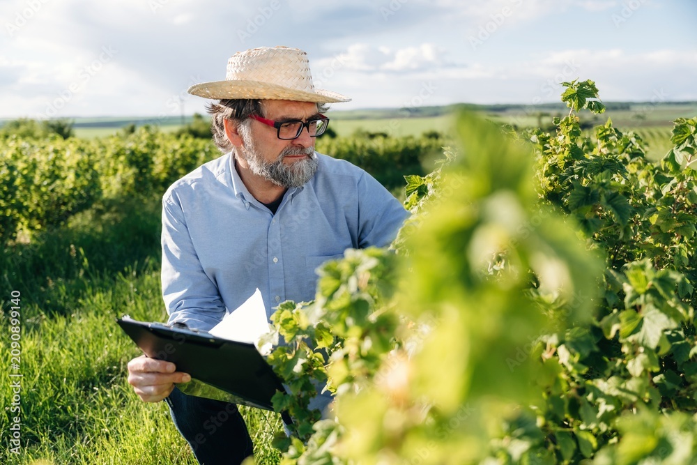 Fototapeta premium Middle-aged man with glasses and straw hat inspects grapevines in a vineyard while holding a clipboard, lush green landscape and blue sky visible in the background