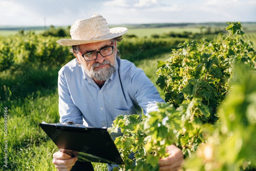 Fototapeta premium Elderly man with glasses and straw hat inspects grapevines while holding a clipboard in a vineyard under a bright sky with green fields in the background