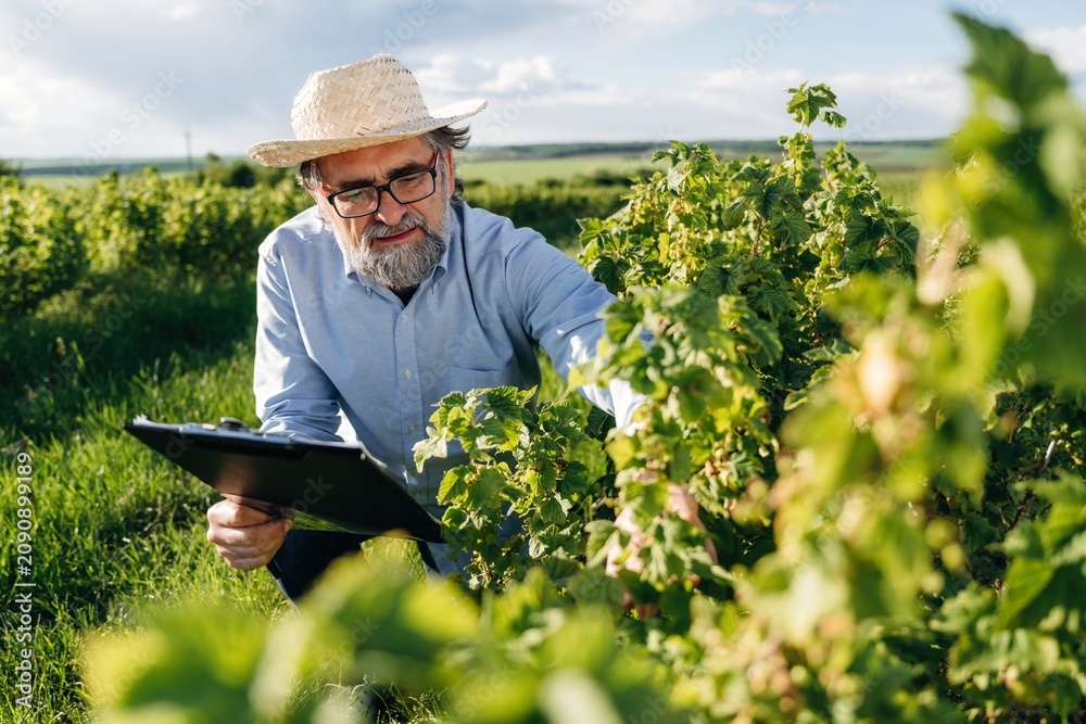 Fototapeta premium Senior man with glasses and straw hat inspects grapevines while holding a clipboard in a lush vineyard under a clear blue sky during daylight