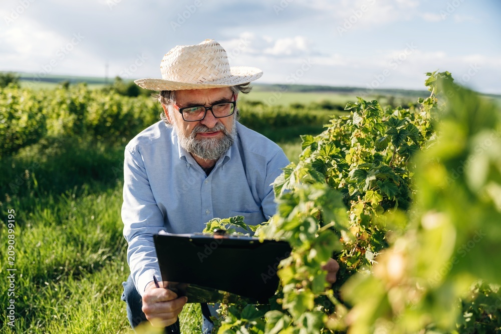 Fototapeta premium Senior man with glasses and straw hat inspecting grapevines while holding a clipboard in a vineyard under a clear sky during daylight hours