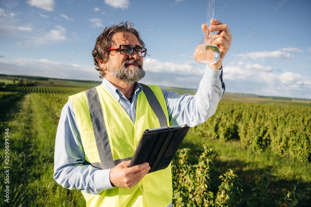 Fototapeta premium Male agricultural scientist in reflective vest examines liquid in flask while holding tablet in vineyard with rows of grapevines under a clear blue sky