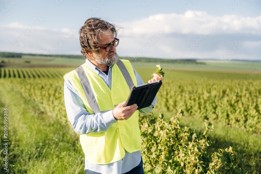 Fototapeta premium Middle-aged man in reflective vest examines plant leaves using tablet in vineyard, rows of grapevines stretching across the landscape under a clear sky