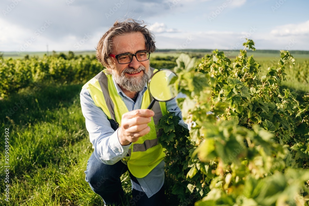 Fototapeta premium Senior male agricultural researcher in reflective vest examines green plant leaves with magnifying glass in a lush vineyard under a bright sky