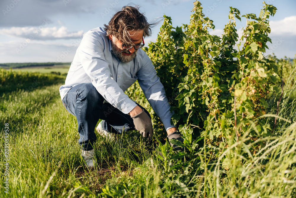 Fototapeta premium Male farmer with glasses kneeling in green vineyard, tending to grapevines under a partly cloudy sky, surrounded by lush grass and open fields