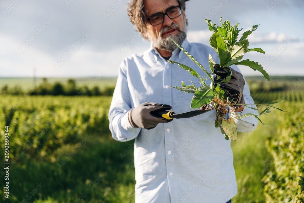 Fototapeta premium Mature man with glasses holding freshly cut weeds in vineyard, wearing gloves and light blue shirt, with lush green grapevines and cloudy sky in the background